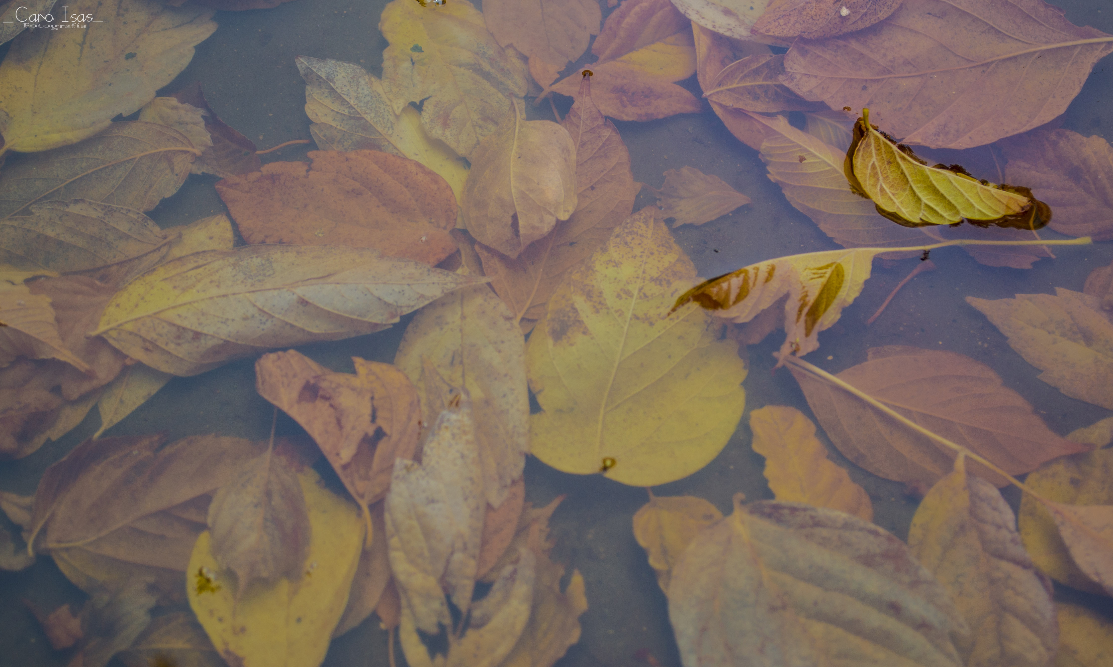 Obras Disponibles 11